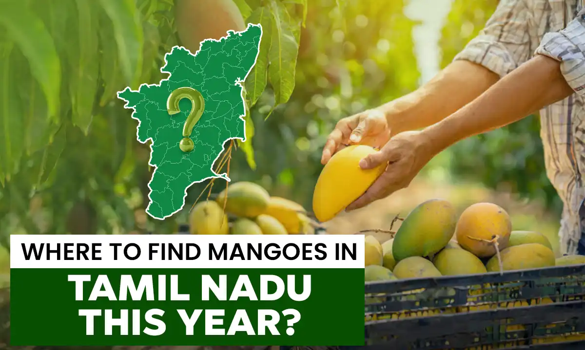 Where can I find mangoes in Tamil Nadu in 2024?