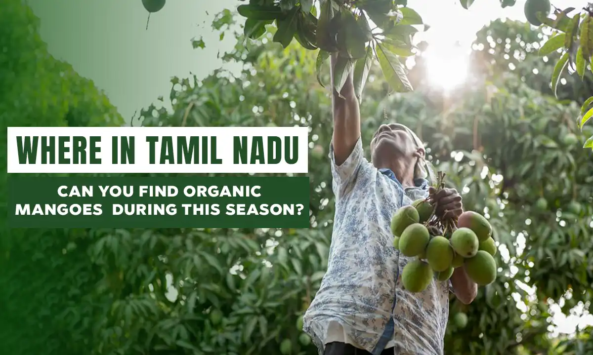 Where in Tamil Nadu can you find Organic Mangoes during this season? | Getfarms Blog