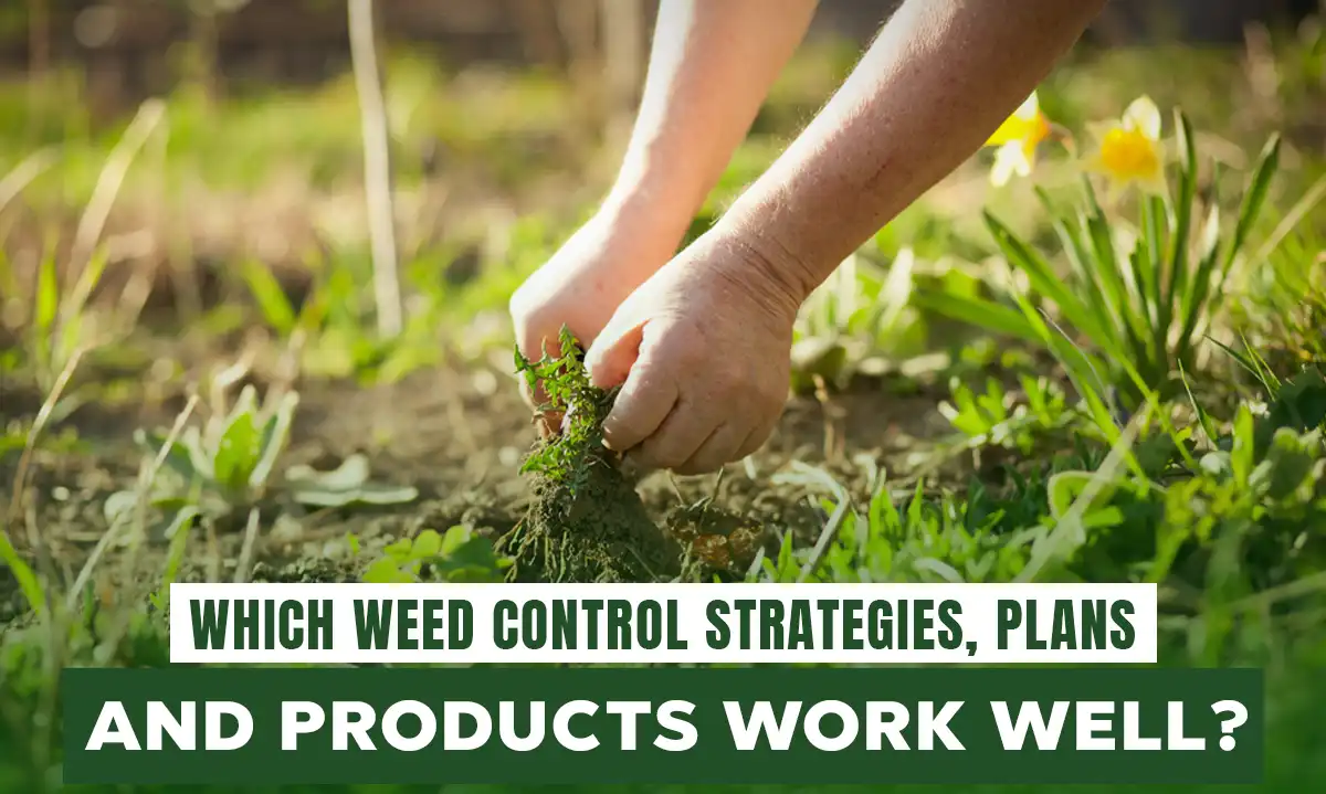 Which Weed Control Strategies, Plans, and Products Work Well?