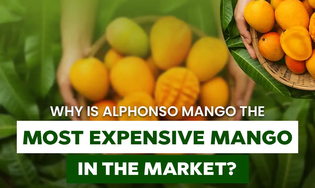 Alphonso Mangoes