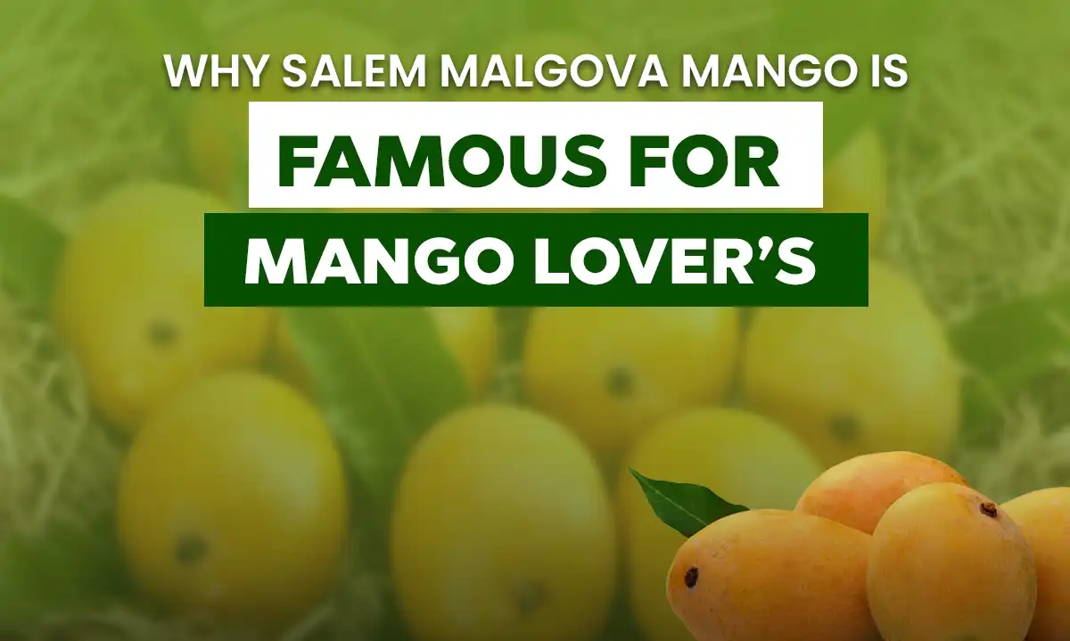 Salem Malgova Mango