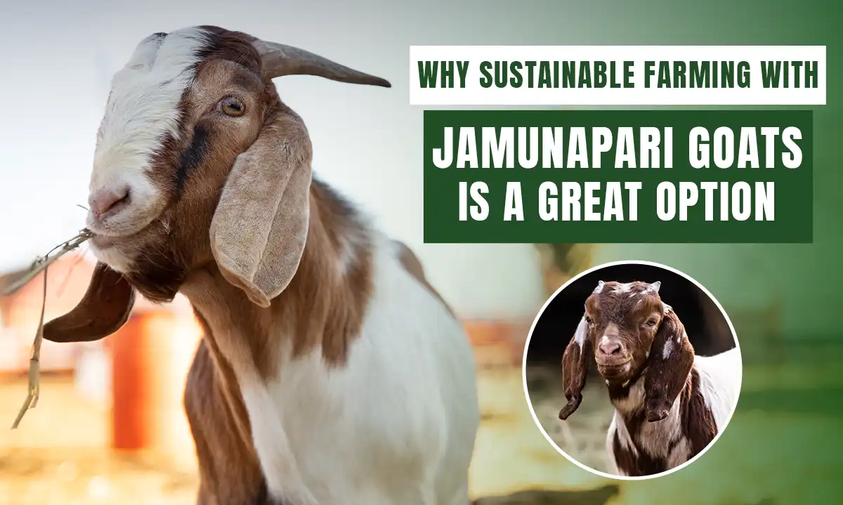 Why Sustainable Farming with Jamunapari Goats is a Great Option?