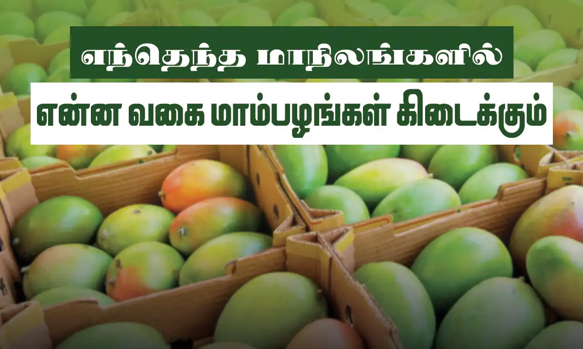 இந்தியாவின் உங்கள் மாநிலங்களில் கிடைக்கும் மாம்பழ வகைகள் என்னென்ன தெரியுமா?