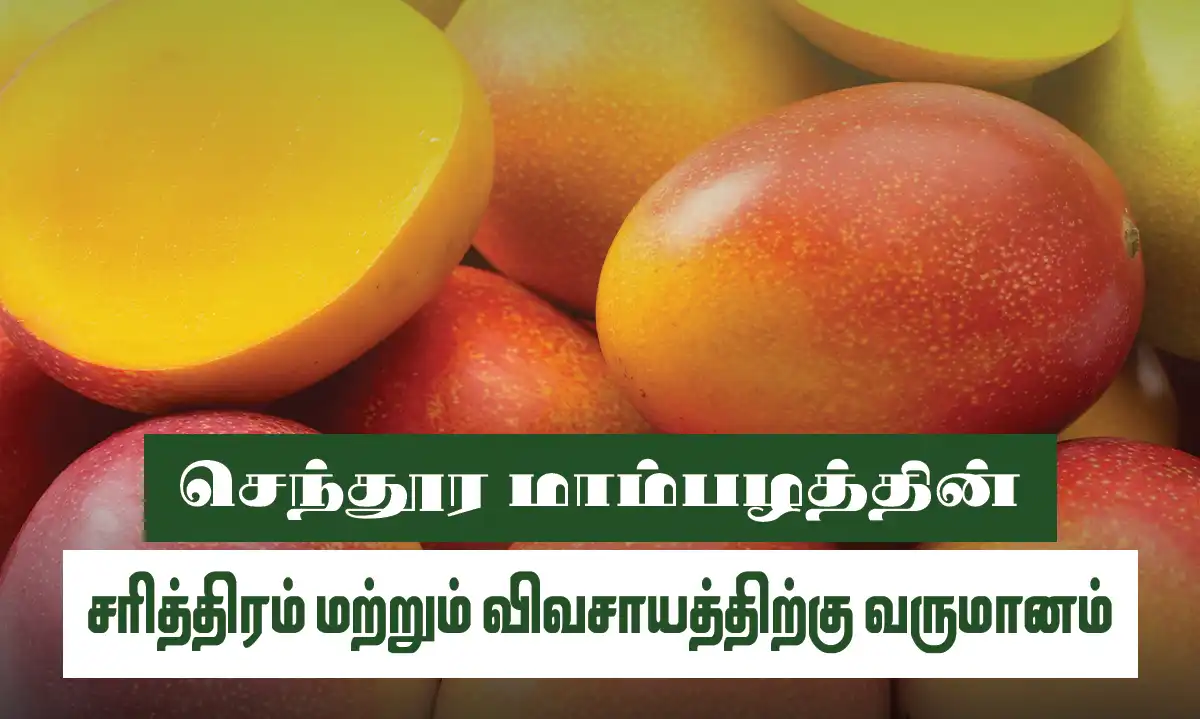 செந்தூரா மாம்பழம்: பழத்தின் மரபு, விவசாயத்தின் வருமானம்