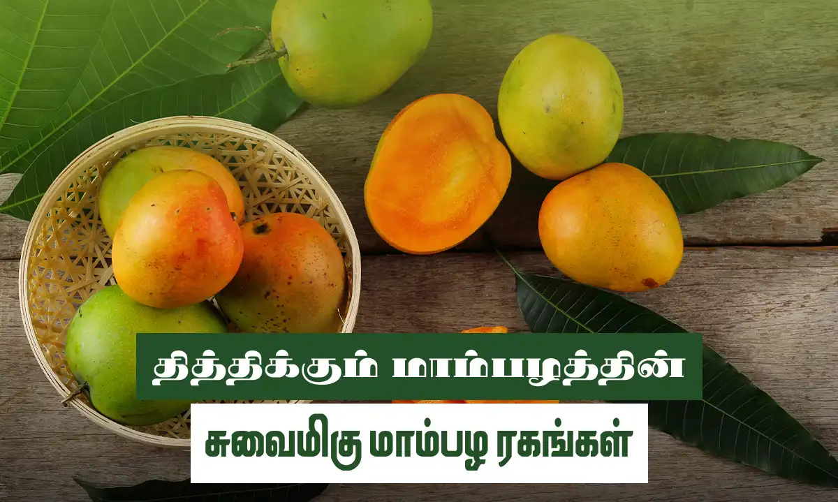 தித்திக்கும் மாம்பழத்தின் சுவைமிகு மாம்பழ ரகங்கள்