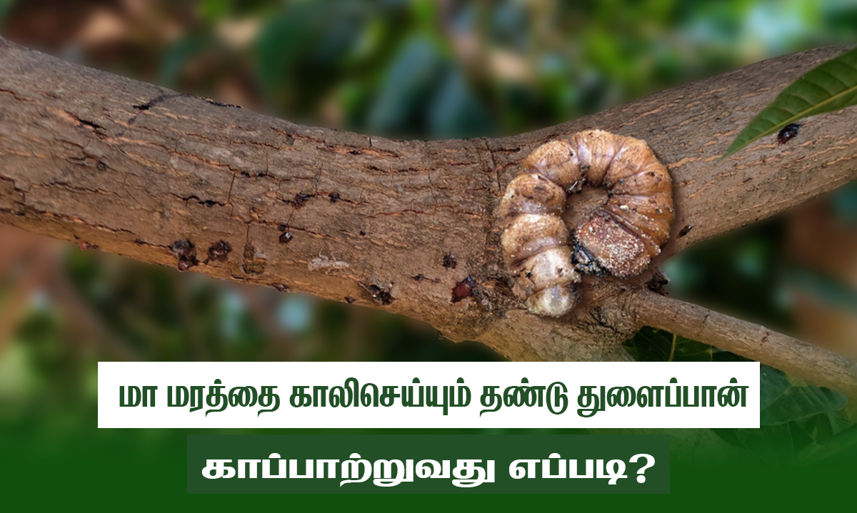 மா மரத்தை தண்டு துளைப்பான் பாதிப்பில் இருந்து பாதுகாப்பது எப்படி? | Getfarms Blog