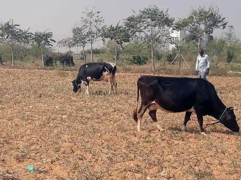 Agriculture farmland in chennai