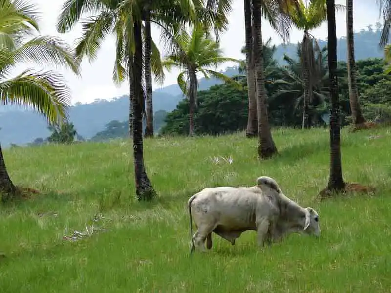 Agriculture farmland in chennai