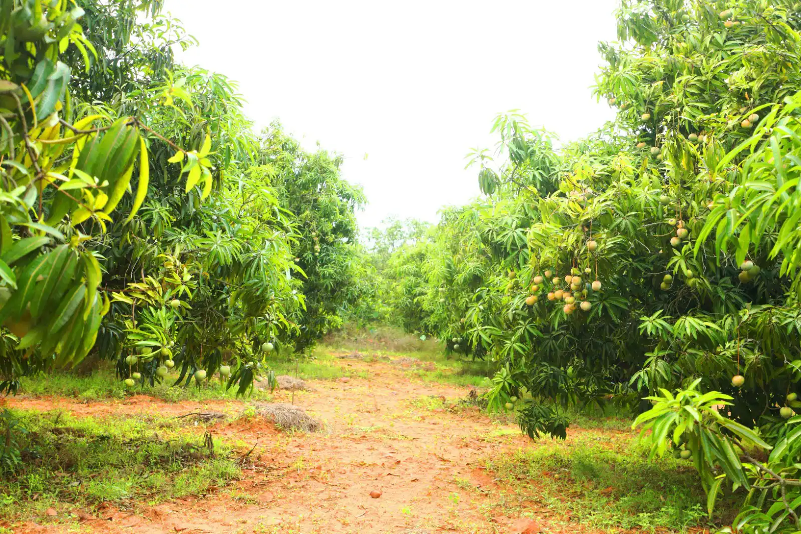 Mango farm land for sale