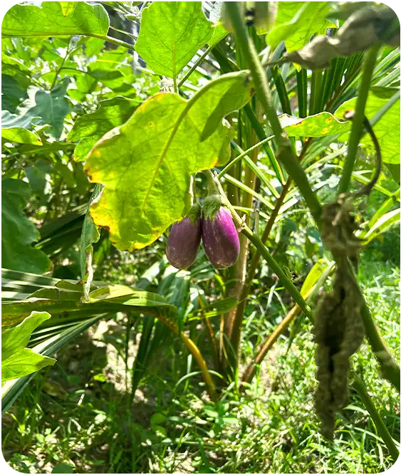 Mango Farmland