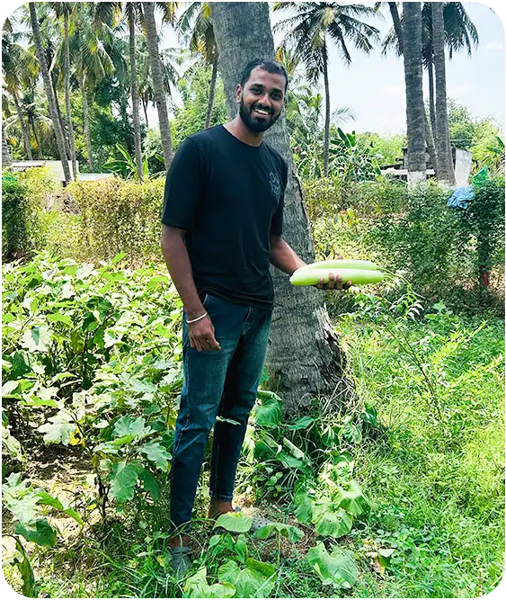 Mango Farmland