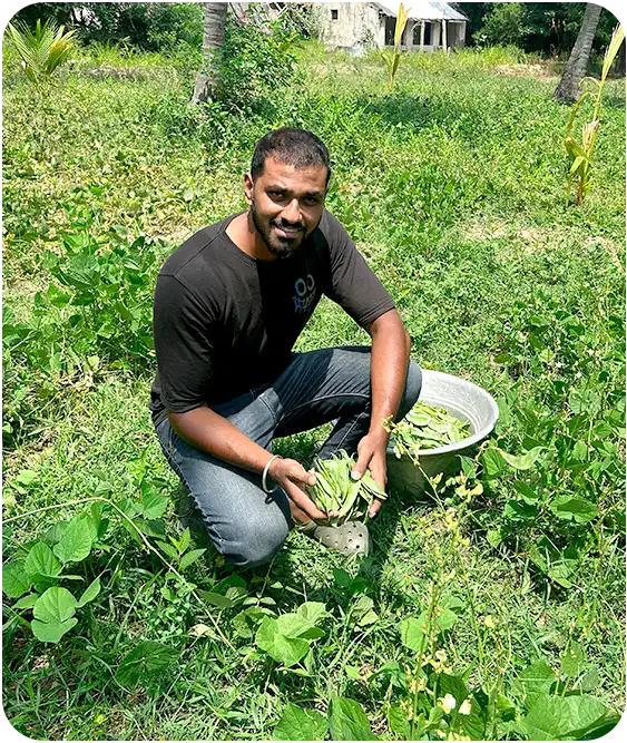 Mango Farmland