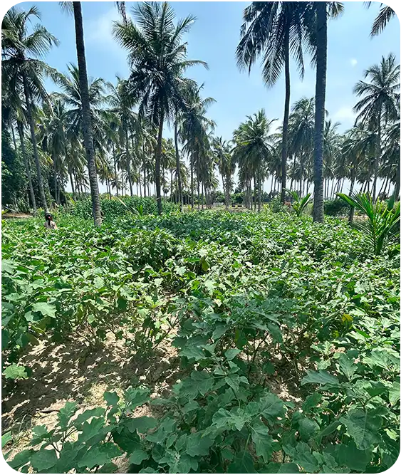 Mango Farmland