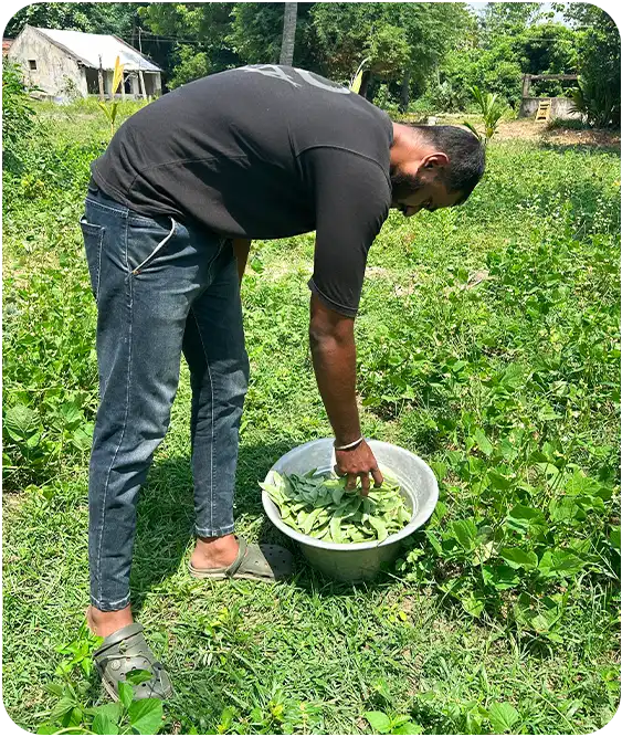 Mango Farmland