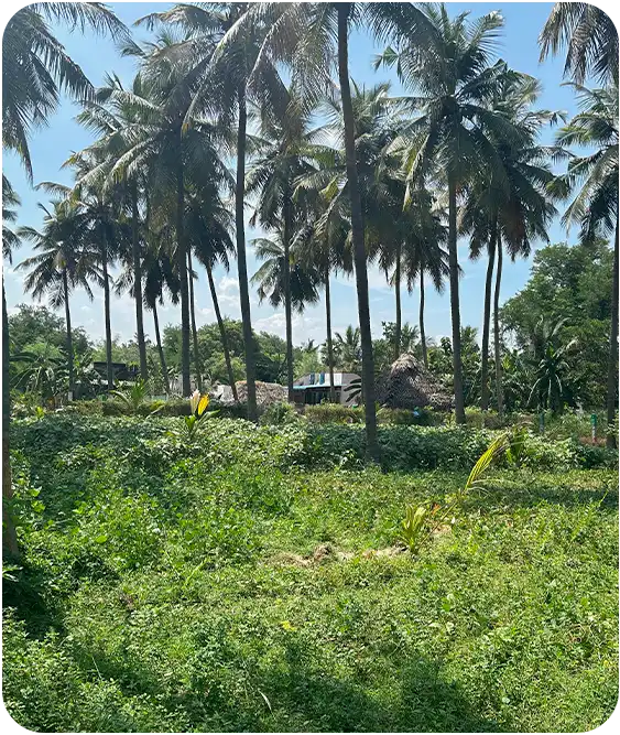 Mango Farmland